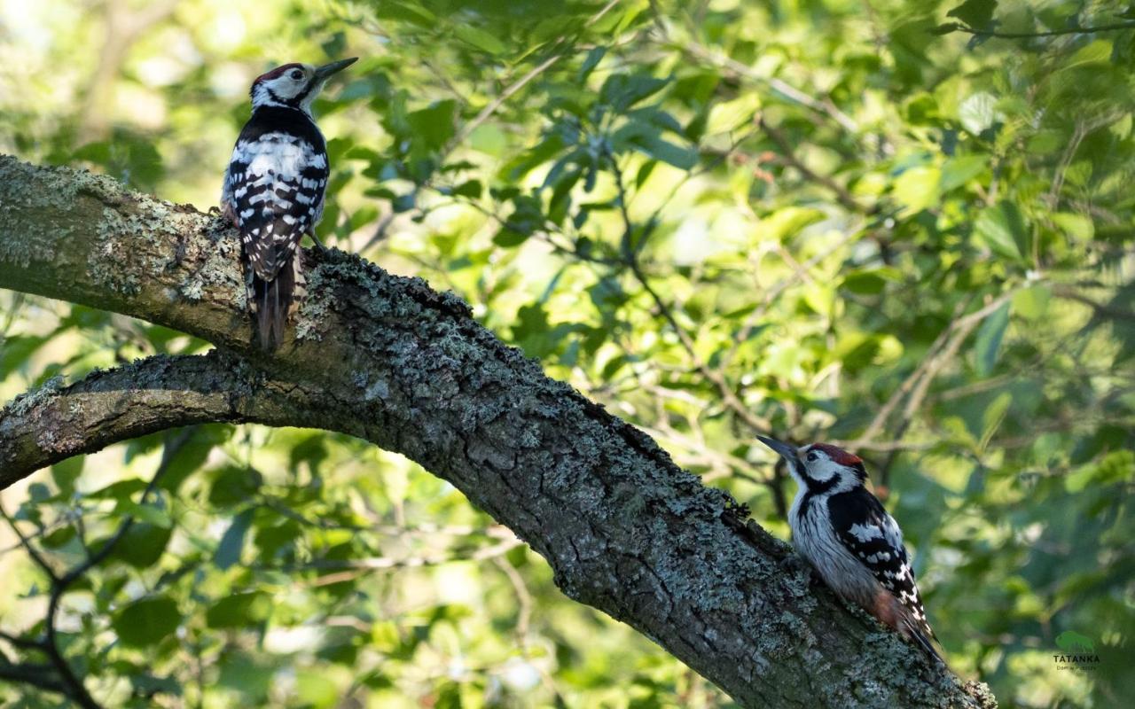 Willa TATANKA Dom w Puszczy Białowieża Zewnętrze zdjęcie