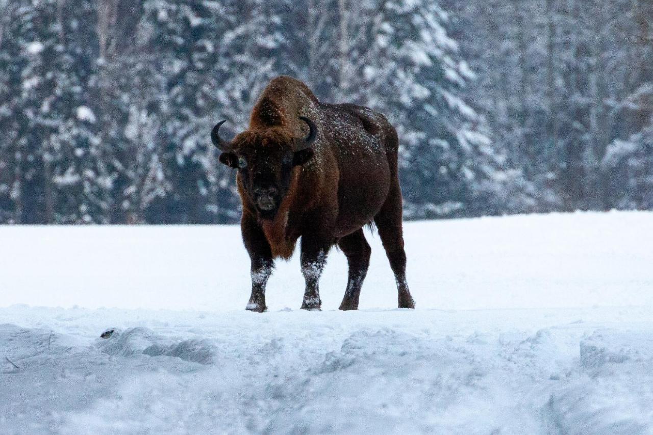 Willa TATANKA Dom w Puszczy Białowieża Zewnętrze zdjęcie