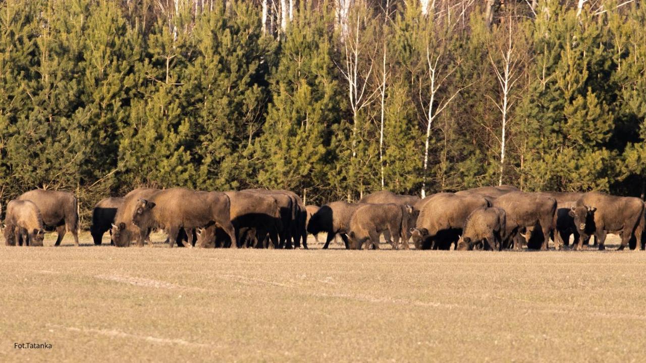 Willa TATANKA Dom w Puszczy Białowieża Zewnętrze zdjęcie