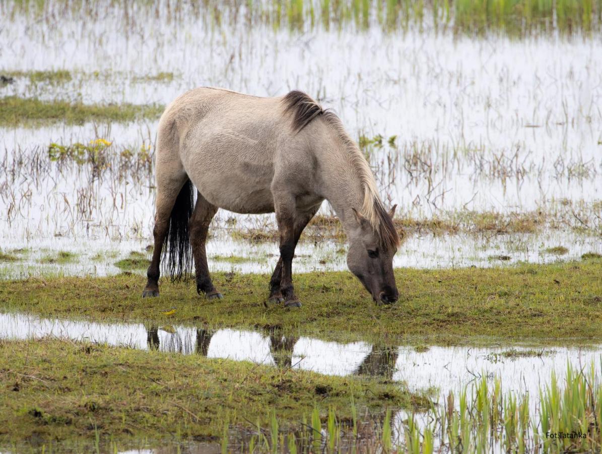 Willa TATANKA Dom w Puszczy Białowieża Zewnętrze zdjęcie