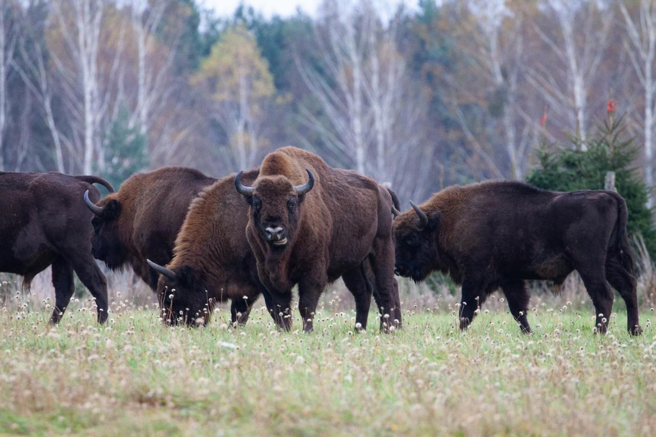 Willa TATANKA Dom w Puszczy Białowieża Zewnętrze zdjęcie